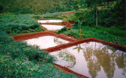 Pond system in Southern Kivu